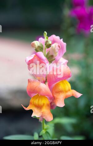 Antirrhinum majus 'Circus Clowns' snapdragon blüht im August in einem Garten. Worcestershire, England Stockfoto