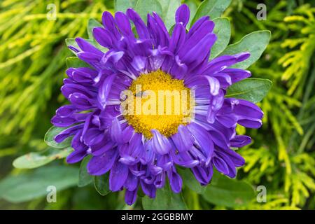 Eine lila/violett gefärbte China Aster (Callistephus chinensis) mit einer gelben Mitte, die Ende August in einem englischen Garten in Worcestershire wächst Stockfoto