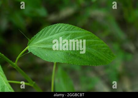 Grüne, rohe Juteblätter und auch Saluyot, ewedu oder lalo genannt, je nach Anbaugebiet Stockfoto