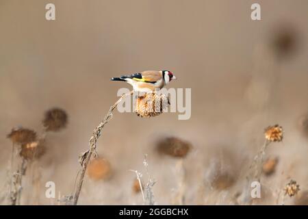 Europäischer Goldfink (Carduelis carduelis), der im Winter im Sonnenblumenfeld auf Nahrungssuche geht Stockfoto