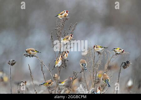 Herde europäischer Goldfinken (Carduelis carduelis), die im Sonnenblumenfeld auf der Suche nach Samen für den Winter fressen Stockfoto