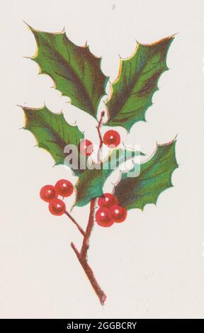 Holly, 1862. Ab Herbst Verlässt Teil 2. Stockfoto