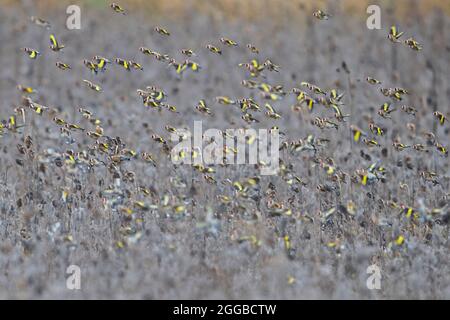 Große Herde europäischer Goldfinken (Carduelis carduelis), die im Sonnenblumenfeld auf der Suche nach Samen im Winter fressen Stockfoto