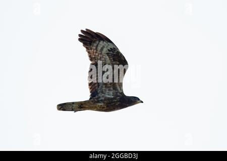 Wandernder Europäischer Honigbussard (Pernis apivorus) über Falsterbo, Schweden Stockfoto