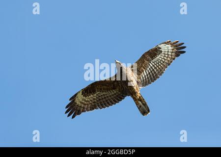 Wandernder Europäischer Honigbussard (Pernis apivorus) über Falsterbo, Schweden Stockfoto