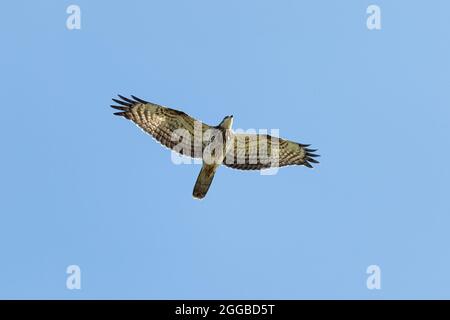 Wandernder Europäischer Honigbussard (Pernis apivorus) über Falsterbo, Schweden Stockfoto