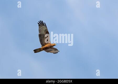 Wandernder Europäischer Honigbussard (Pernis apivorus) über Falsterbo, Schweden Stockfoto