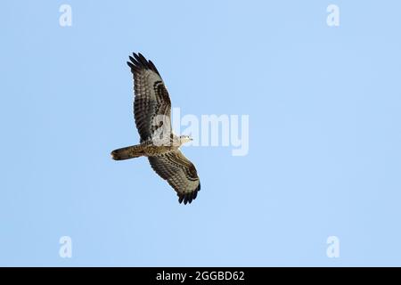 Wandernder Europäischer Honigbussard (Pernis apivorus) über Falsterbo, Schweden Stockfoto