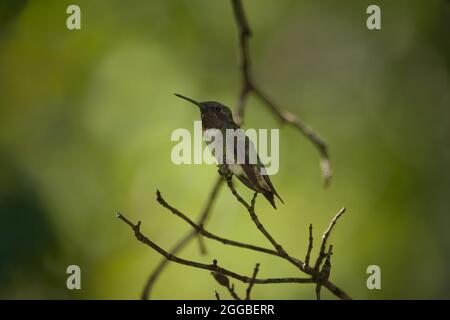 Ein junger, winziger, rubingkehliger Kolibri, der auf einem Zweig auf einem Baum thront, der von der Nahaufnahme des Sonnenlichts beleuchtet wird Stockfoto