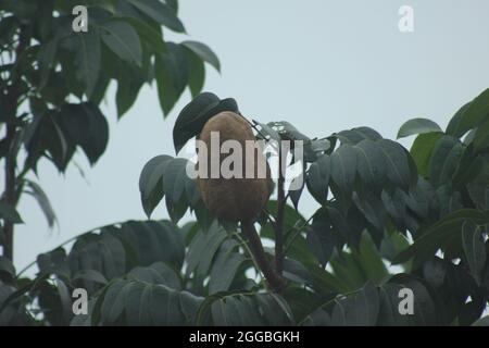 Mahagoni-Baumsamen Stockfoto