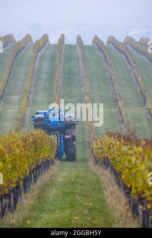 Weinlese mit einem Mähdrescher, Südmähren, Tschechische Republik Stockfoto