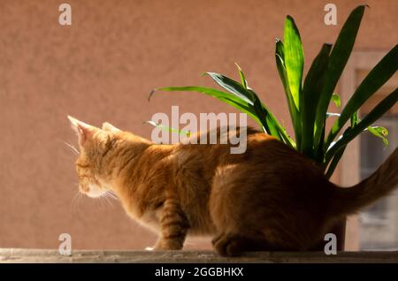 Orange Hauskatze sitzt auf einem rustikalen Fenster und blickt hinaus. Ein Retro- und Vintage-Konzept mit einem Haustier. Nahaufnahme, selektiver Fokus Stockfoto