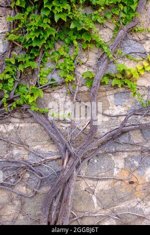 Im Spätsommer wachsen Rebstöcke an der Wand auf dem Haus in der Region Rhone-Alpes in Frankreich Stockfoto