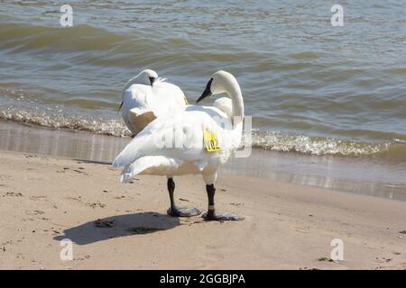 Zwei Schwäne, die sich am Strand aufmachen Stockfoto