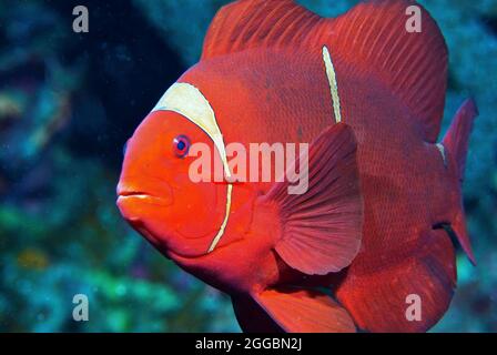 Spinecheek-Anemonefisch, Bunaken Marine Park, Sulawesi, Indonesien Stockfoto