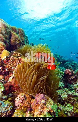 Spinecheek-Anemonefisch auf seinem Anemonesieort, Bunaken National Marine Park, Sulawesi, Indonesien Stockfoto