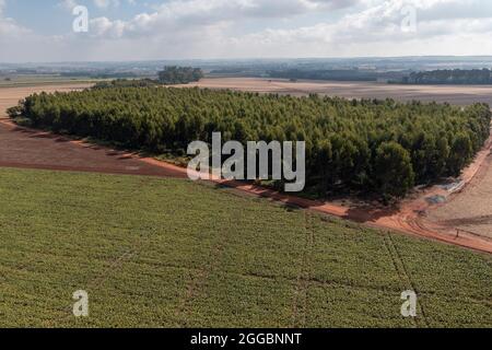Sorghum Plantage neben Eukalyptus an sonnigen Tagen. Stockfoto