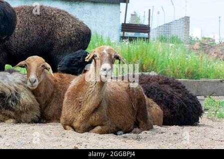 Viele Widder und Schafe liegen auf dem Boden Stockfoto