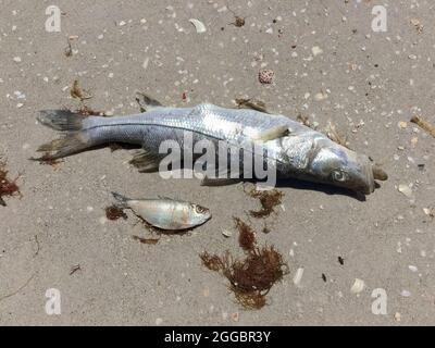 Eine Nahaufnahme von zwei der Tausenden von großen und kleinen Fischen, die an Sandstränden entlang Casey Key angeschwemmt wurden, nachdem sie an einer roten Flut im Golf von Mexiko an der Westküste Floridas, USA, gestorben waren. Eine rote Flut ist eine höher als normale Konzentration einer mikroskopischen Alge, die giftige Chemikalien produziert, die sowohl für das Leben im Meer als auch für den Menschen schädlich sind. Zusätzlich zu seinem unangenehmen Geruch kann eine rote Flut Giftstoffe in der Luft erzeugen, die bei Menschen mit schweren oder chronischen Atemwegserkrankungen wie Emphysem oder Asthma schwere Krankheiten verursachen. Seit den 1840er Jahren sind die roten Gezeiten entlang der Golfküste Floridas dokumentiert. Stockfoto