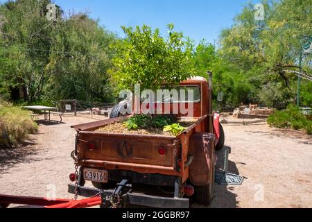 Ein Baum wächst in einem alten Lastwagenbett im Tucson Botanical Garden, Tucson, Arizona, USA Stockfoto