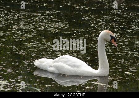 Weißer Schwan schwimmt im Wasser eines Sees Stockfoto