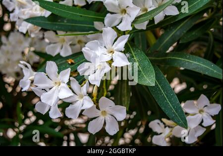 Weißer Nerium Oleander blüht auf natürlichem grünen Hintergrund. Romantische Blumenkarte. Natürlicher Hintergrund. Stockfoto