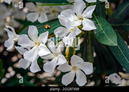 Weißer Nerium Oleander blüht auf natürlichem grünen Hintergrund. Romantische Blumenkarte. Natürlicher Hintergrund. Stockfoto