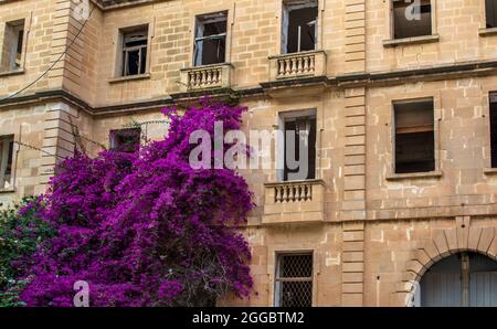 Altes verlassenes, zerstörtes Gebäude, überwuchert mit üppig-magentafarbenen Bougainvillea-Zweigen. Stockfoto