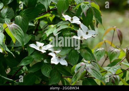 kousa, kousa dogwood, Asiatischer Blüten-Hartriegel, Cornus kousa, csillagsom, Asien Stockfoto