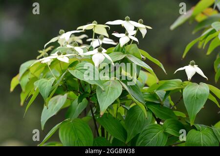 kousa, kousa dogwood, Asiatischer Blüten-Hartriegel, Cornus kousa, csillagsom, Asien Stockfoto