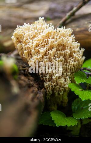 Familie von beigefarbenen essbaren korallenen Pilzen oder Artayces pyxidatus, die auf einer gefallenen Tanne in einem dunklen lettischen Wald wachsen Stockfoto