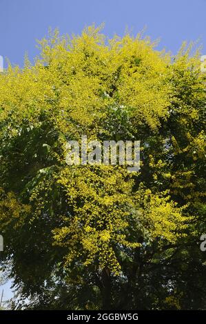 Goldenrain Baum, China Baum, Blasenesche, Koelreuteria paniculata, csörgőfa Stockfoto