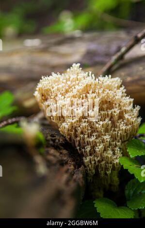 Familie von beigefarbenen essbaren korallenen Pilzen oder Artayces pyxidatus, die auf einer gefallenen Tanne in einem dunklen lettischen Wald wachsen Stockfoto