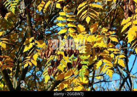 Goldenrain Baum, China Baum, Blasenesche, Koelreuteria paniculata, csörgőfa Stockfoto
