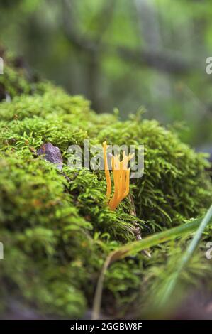 Interessante schöne gelbe, ungenießbare Korallenpilze Calocera ccosa, die in frischem Moos in einem dunklen lettischen Herbstwald auf Holz wachsen Stockfoto