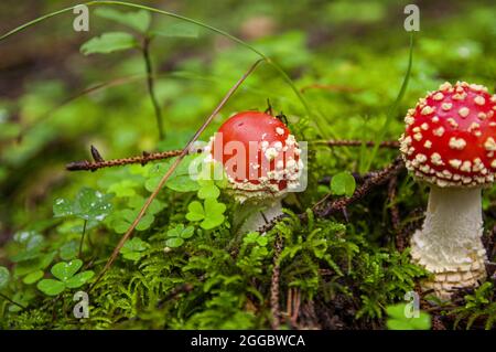 Rot leuchtend schöne ungenießbare Pilzfliege Agaric gekeimt durch nasses frisches Gras und Kleeblatt im lettischen Herbstwald Stockfoto