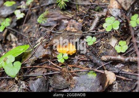Draufsicht auf gelbe junge Pilzpfifferelle in Kleeblatt und Zweigen unter Blättern in einem hellen lettischen Herbstwald Stockfoto