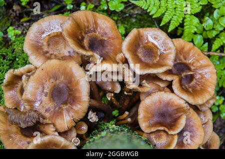 Gruppe von braunen, ungenießbaren, alten, großen, falschen Honigpilzen, die aus einer mit Moos bedeckten Tanne in Farn in einem dunklen lettischen Wald wachsen Stockfoto