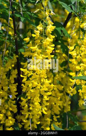 goldene Kette oder goldener Regen, Goldregen, Laburnum x watereri, hosszúfürtű aranyeső, Ungarn, Magyarország, Europa Stockfoto