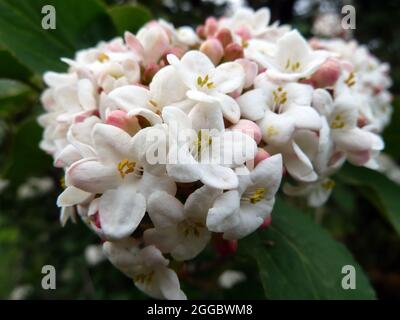 Duftender Schneeball, Schneeball, Viburnum x carlcepalum, illatos bangita, Ungarn, Magyarország, Europa Stockfoto