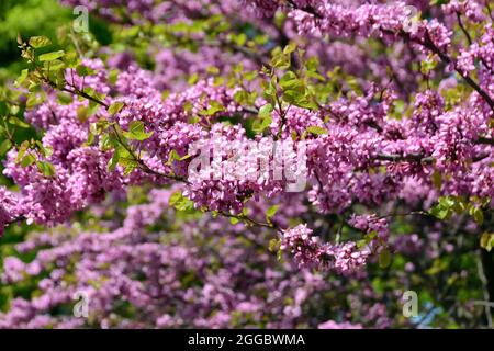 Judas Tree, gewöhnlicher Judasbaum, Gainier silicastre, Arbre de Judée, Cercis siliquastrum, Közönséges júdásfa, Ungarn, Magyarország, Europa Stockfoto