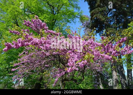 Judas Tree, gewöhnlicher Judasbaum, Gainier silicastre, Arbre de Judée, Cercis siliquastrum, Közönséges júdásfa, Ungarn, Magyarország, Europa Stockfoto