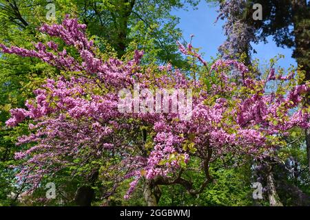 Judas Tree, gewöhnlicher Judasbaum, Gainier silicastre, Arbre de Judée, Cercis siliquastrum, Közönséges júdásfa, Ungarn, Magyarország, Europa Stockfoto