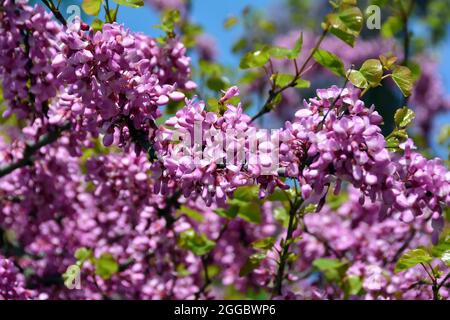 Judas Tree, gewöhnlicher Judasbaum, Gainier silicastre, Arbre de Judée, Cercis siliquastrum, Közönséges júdásfa, Ungarn, Magyarország, Europa Stockfoto