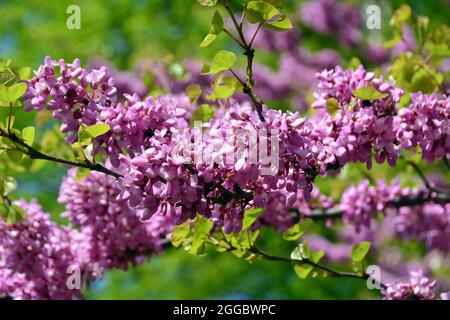 Judas Tree, gewöhnlicher Judasbaum, Gainier silicastre, Arbre de Judée, Cercis siliquastrum, Közönséges júdásfa, Ungarn, Magyarország, Europa Stockfoto