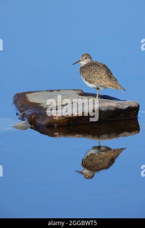 Ein erwachsener Sandpiper (Actitis hypoleucos) in der Zucht von Gefieder am Ufer eines schottischen lochs Stockfoto