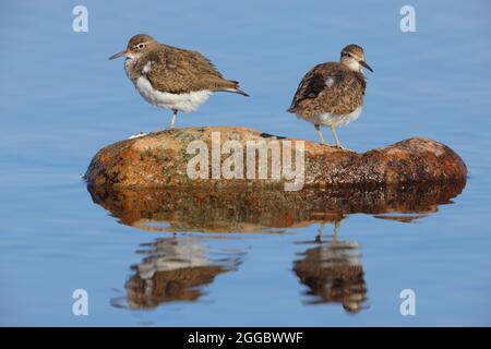 Ein Paar gewöhnlicher Sandläufer (Actitis hypoleucos), die Gefieder auf einem Felsen am Ufer eines schottischen lochs züchten Stockfoto