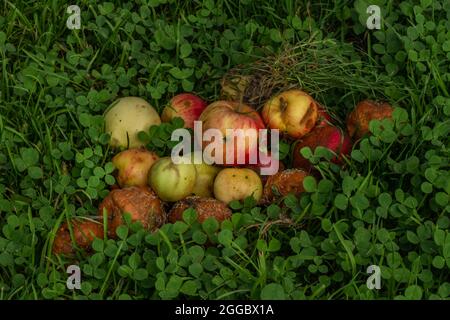 Faule Äpfel im grünen Gras im Sommer heißen Tag Stockfoto