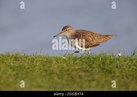 Ein erwachsener Sandpiper (Actitis hypoleucos) in der Zucht von Gefieder am Ufer eines schottischen lochs Stockfoto