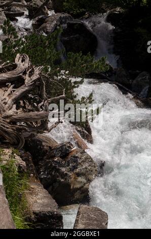 Ein stürmischer Strom eines Gebirgsflusses bahnt sich seinen Weg durch den Wald, der sich um die umgestürzten Bäume und Steinbrocken beugt. Nahaufnahme. Stockfoto